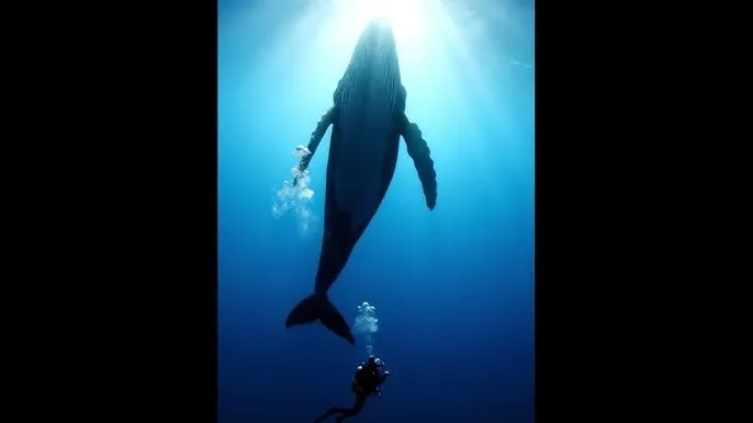 五一黑料网 - 深蓝星球：探索海洋深处的未知世界